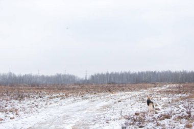 Çoban köpeğinin kışın tarlada dikilip bakışları.