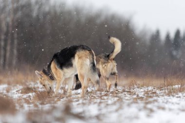 Sevimli melez çoban köpeklerinin kışın çayırda karları koklamasının arkası.