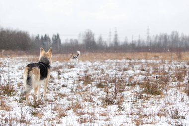 Arkaya bakan sevimli melez çoban köpeği kışın çayırda yürüyor.