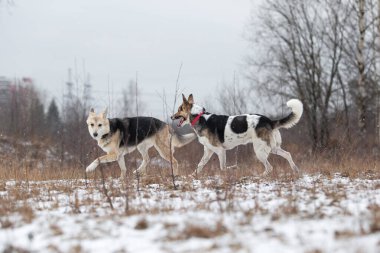 Karışık çoban köpekleri kış tarlasında birbirlerini koşturup oynuyorlar.