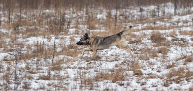 Tatlı melez çoban köpeği kış otlaklarında karda yürüyor.