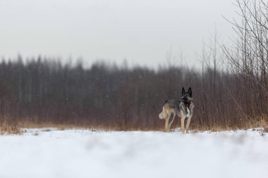 Sevimli melez çoban köpeğinden Kış otlaklarında karda yürüyen çoban köpeğine