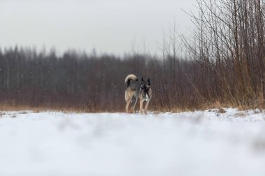 Sevimli melez çoban köpeğinden Kış otlaklarında karda yürüyen çoban köpeğine