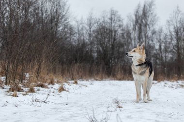 Tatlı melez çoban köpeğinin kış tarlasında kar yolunda dikilip bakışları.