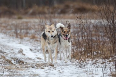 Karışık çoban köpekleri kış tarlasında birbirlerini koşturup oynuyorlar.