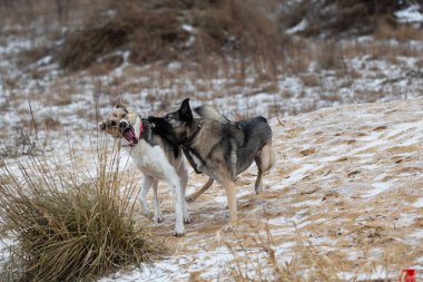 Karışık cins çoban köpekleri kış tarlalarında kavga edip birbirlerini ısırıyorlar.