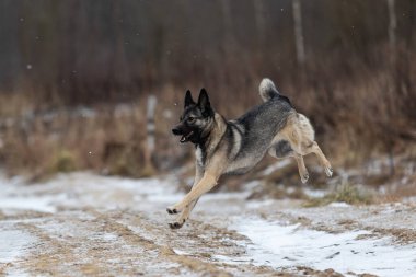 Tatlı melez çoban köpeği kış çayırında karda koşuyor.