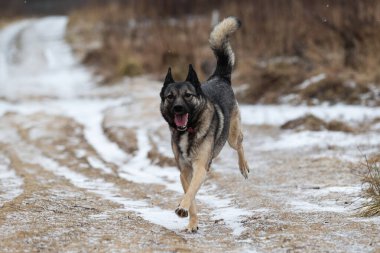 Tatlı melez çoban köpeği kış çayırında karda koşuyor.