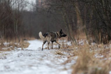 Tatlı melez çoban köpeği kış otlaklarında karda yürüyor.