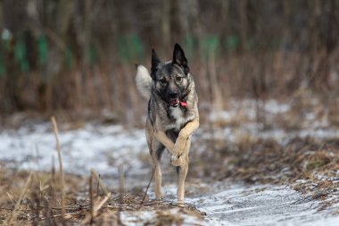 Mutlu, gri, melez çoban köpeğinin kışın kırlarda hızla koşuşunun yan görüntüsü.