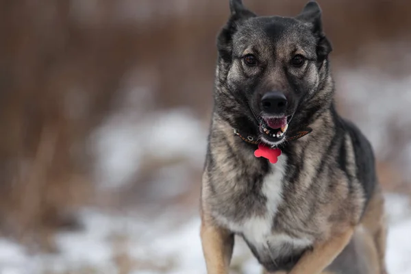 Sidovy Glad Grå Gul Blandras Herde Hund Som Springer Snabbt — Stockfoto