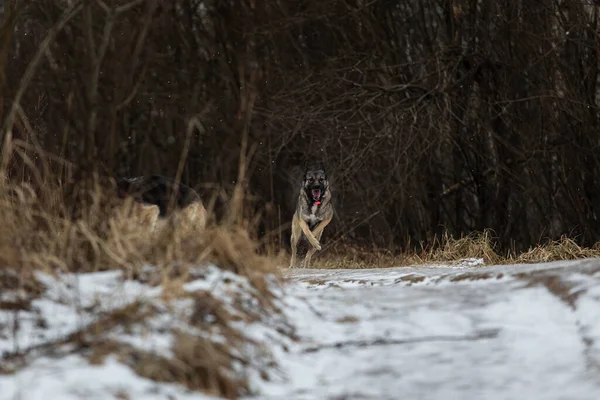 Vista Laterale Felice Grigio Giallo Misto Cane Pastore Razza Che — Foto Stock