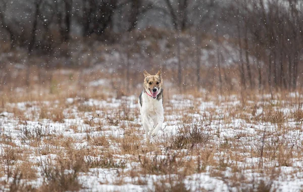 Adorable Mixed Breed Shepherd Dog Walking Snow Winter Meadow — Stock Photo, Image