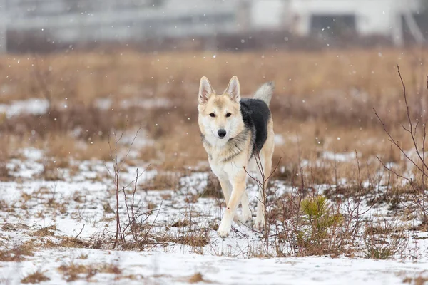 Adorable Mixed Breed Shepherd Dog Walking Snow Winter Meadow — Stock Photo, Image