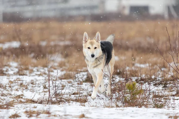 Adorable Perro Pastor Raza Mixta Caminando Sobre Nieve Prado Invierno — Foto de Stock