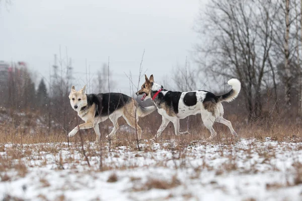 Karışık çoban köpekleri kış tarlasında birbirlerini koşturup oynuyorlar.