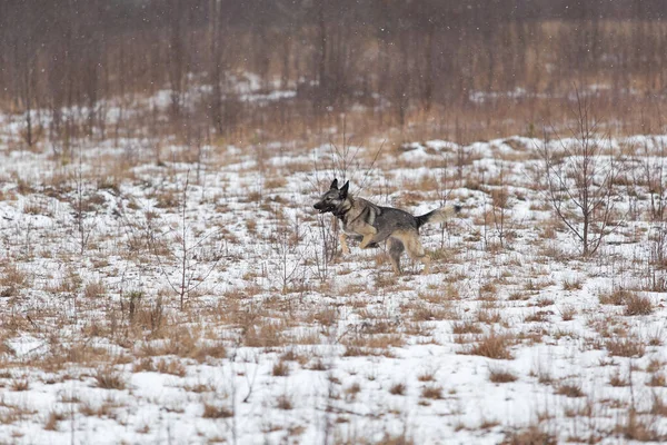 Adorable Chien Berger Race Mixte Marchant Sur Neige Pré Hiver — Photo