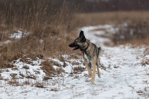 Tatlı melez çoban köpeği kış otlaklarında karda yürüyor.