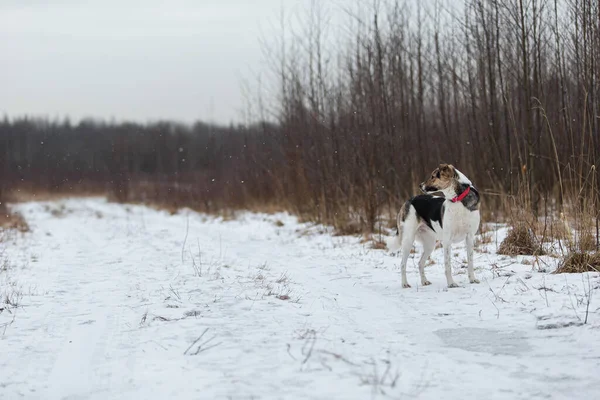 Очаровательная Пастушья Собака Смешанной Породы Гуляет Снегу Зимнем Лугу — стоковое фото
