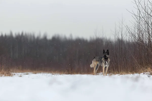 Очаровательная Собака Пастух Смешанной Породы Гуляет Снегу Зимнем Лугу — стоковое фото