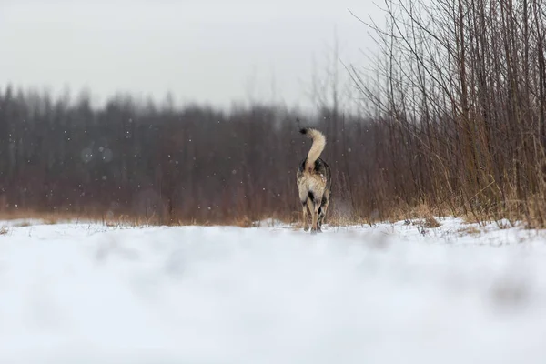Красивая Собака Пастух Смешанной Породы Гуляющая Снегу Зимнем Лугу — стоковое фото