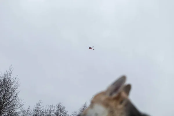 From below helicopter in the sky flies over the dog's head on gray cloudy sky