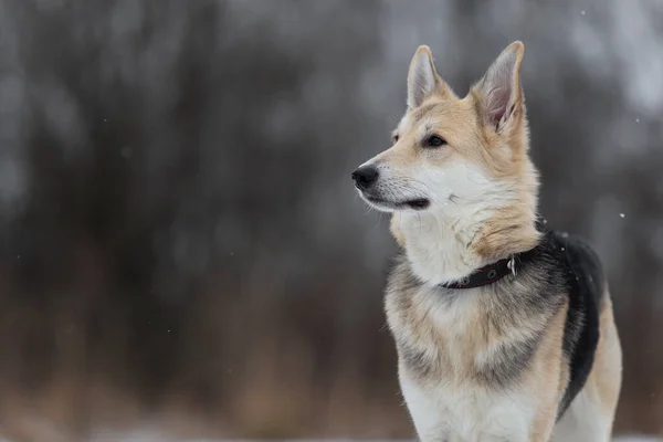 冬のフィールドに立ってかわいい混合品種羊飼いの犬のサイドビューと脇を見て — ストック写真