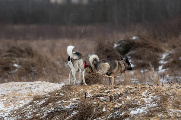 Melez köpeğin parka kakasını yapması ve başka bir köpeğin burnunu çekmesi.