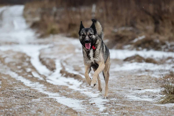 Tatlı melez çoban köpeği kış çayırında karda koşuyor.