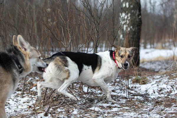 Korkmuş sarı melez çoban köpeğinin kışın doğa yürüyüşü