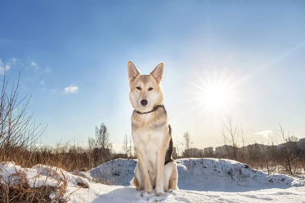 Portrait of a cute mixed breed shepherd dog sitting at snow and looking at camera