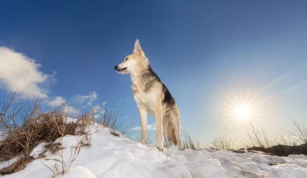 混合品種の羊飼いの犬の明るい肖像画は 冬の牧草地の雪の上に立っている 黄色の太陽 青空を背景に — ストック写真