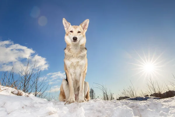 Porträtt Söt Blandras Herde Hund Sitter Vid Snö Och Tittar — Stockfoto