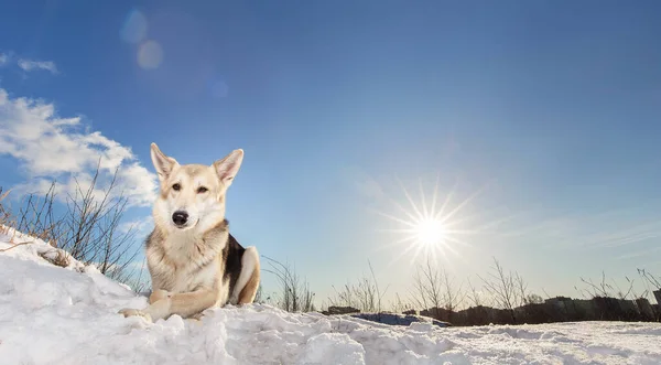 Portrait of a cute mixed breed shepherd dog lying in snow and looking at camera