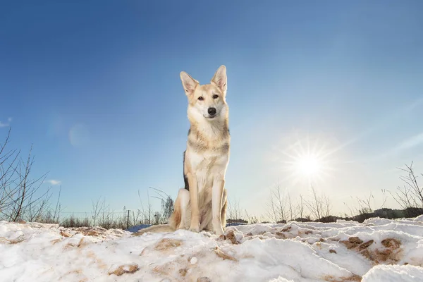 雪に座ってカメラを見てかわいい混合品種の羊飼いの犬の肖像画 — ストック写真