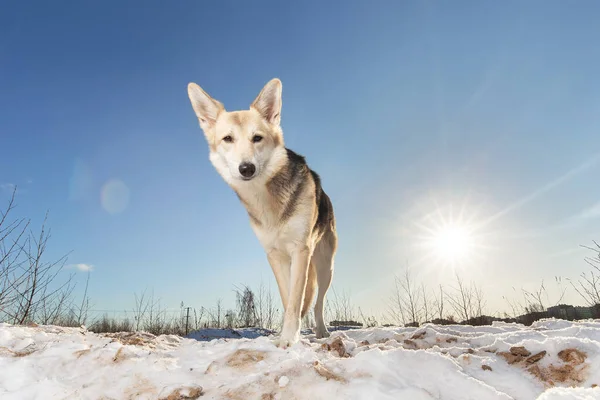 一只可爱的混种牧羊犬站在雪地上看着镜头的画像 — 图库照片