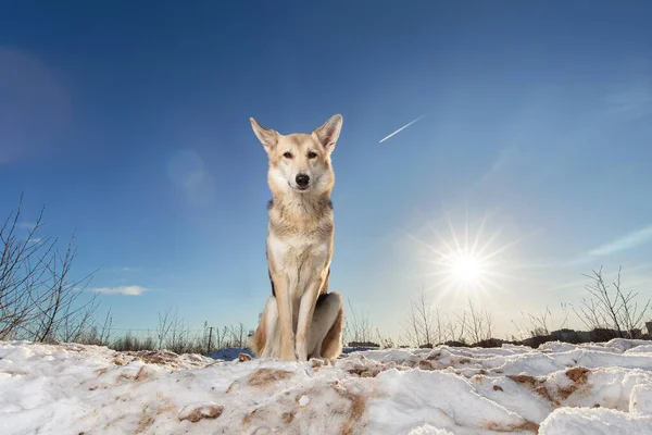 雪に座ってカメラを見てかわいい混合品種の羊飼いの犬の肖像画 — ストック写真
