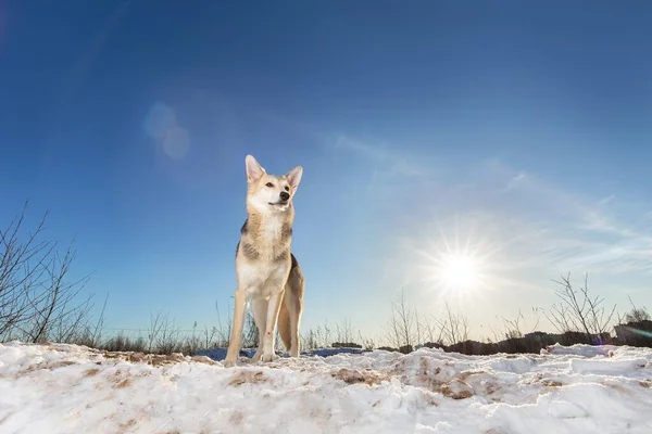 Retrato Brilhante Cão Pastor Raça Mista Neve Floresta Inverno Sol — Fotografia de Stock