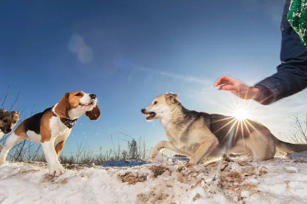 Faceless person treating two dogs on winter snowy field