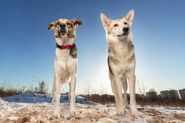 Luminoso Ritratto Due Cani Razza Mista Piedi Sulla Neve Guardando — Foto Stock