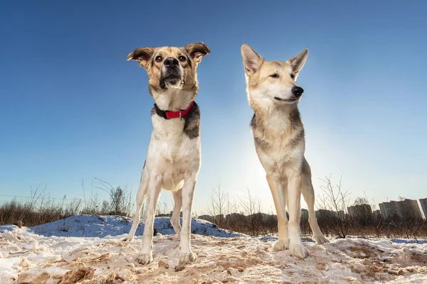 Luminoso Ritratto Due Cani Razza Mista Piedi Sulla Neve Guardando — Foto Stock