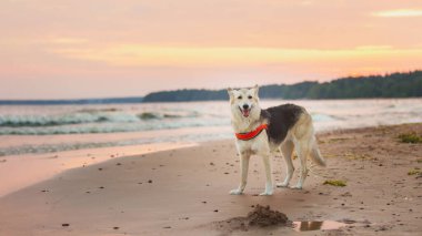 Çoban köpeği deniz kıyısında yürüyor.