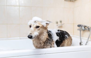 Karışık bir çoban köpeğinin sabun ve suyla duş alışının yan görüntüsü.