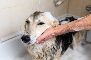 Yüzü olmayan biri köpeğini yıkıyor. Sabun ve suyla duş alıyor.