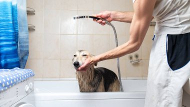 Yüzü olmayan biri köpeğini yıkıyor. Sabun ve suyla duş alıyor.