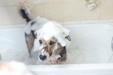 Karışık bir çoban köpeğinin sabun ve suyla duş alışının yan görüntüsü.