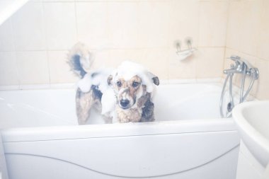 Karışık bir çoban köpeğinin sabun ve suyla duş alışının yan görüntüsü.