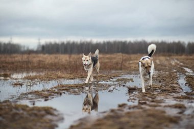 Melez çoban köpekleri bahar günü kırsal kesimde su birikintileriyle ıslak arazide yürürler.