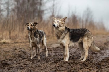 Kirli ve ıslak, melez çoban köpeklerinin yan bakışı.
