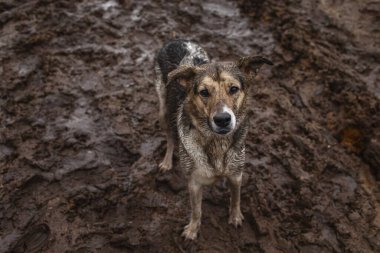 Yukarıdan çok şirin, çok pis ve ıslak melez çoban köpeği.